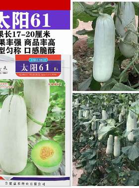 太阳61薄皮杂交甜瓜种子皮色灰白果肉酥脆香甜瓜种籽抗病高产种孑