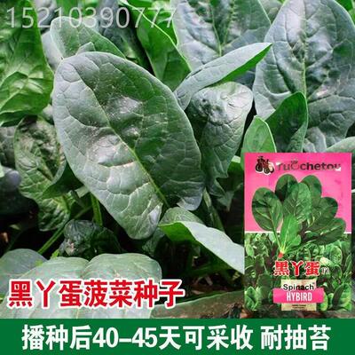 胖黑丫蛋菠肉LRR菜种子菜红根大叶厚菠种籽四季蔬菜耐菠寒速生菜