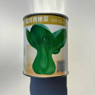 福冈青梗菜基地用种 耐寒耐抽苔越冬青菜颜色绿株型好蔬菜种子LT