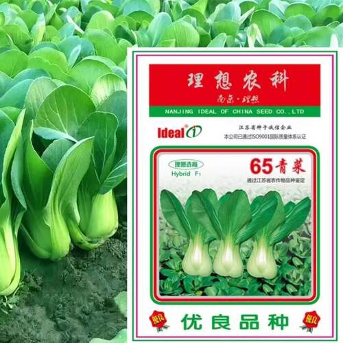 理想65生青菜种子耐热青梗上海青小白菜速菜鸡家毛菜农春QCY秋蔬