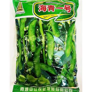 海豆青一号蚕子鲜早熟食青皮蚕豆皮薄肉厚高种产抗寒VAJ秋季种植