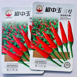 椒中玉2号朝天椒种子小米辣种籽簇生辣椒指天椒小红椒阳台盆栽蔬