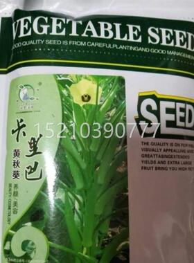 卡里巴黄秋种子日本田进绿秋葵高IXJ产早葵熟抗病大基地口种植