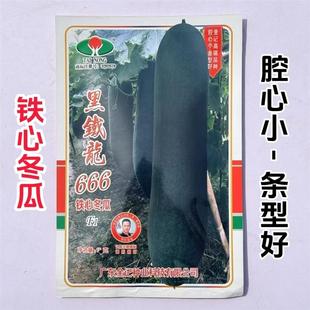 金记黑铁龙666黑皮铁心冬瓜种子腔小肉厚炮弹型大冬瓜种子春秋播