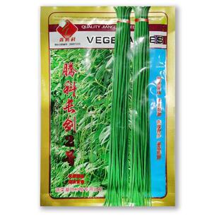 腾科长剑WPM2号一种豆代角子条长耐老厚籽少品质特好蔬菜肉基地专