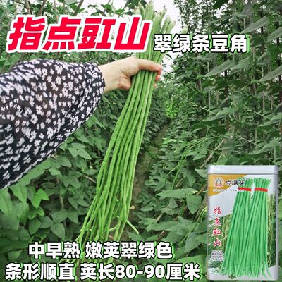 指点豇山长豇豆种子中早熟高产豆角种子荚条翠绿无鼠尾小叶豆角种