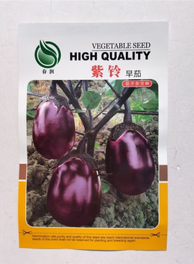 春润紫铃早茄子种子早熟卵圆形紫红色光泽好果肉白色 产量高抗病