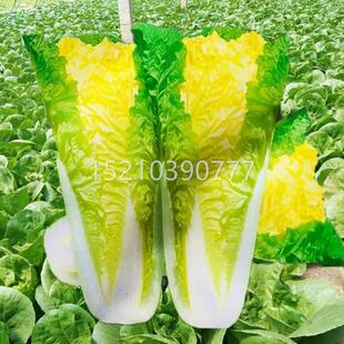 高产菜花快菜种PGA子抗病早熟奶心油小28天快白菜种籽阳台四季蔬