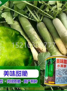 甜水果青萝卜种杂交脆罗子卜秋季季蔬菜种籽孑BCO沙窝萝卜庭院种