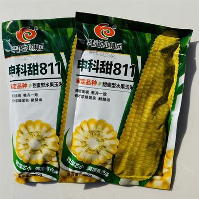 申科甜811水果玉米种子生吃鲜食黄色水果甜玉米大棒皮薄无渣甜脆