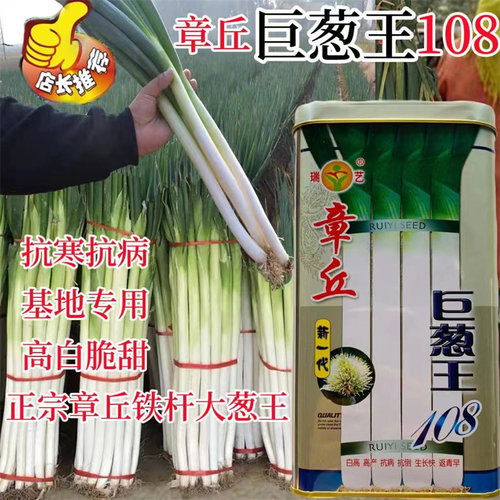 大葱种子原种章丘巨葱王章丘大葱种籽200g白高生长快抗病抗寒杆实
