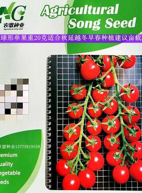 红色圆形小西红柿种籽孑黄色椭圆形樱桃小番茄种子早春越冬小番茄