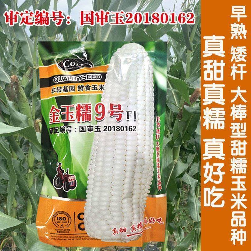 金玉糯9号玉米种子白甜糯玉米种籽春季早熟矮杆大穗好吃大田基地l