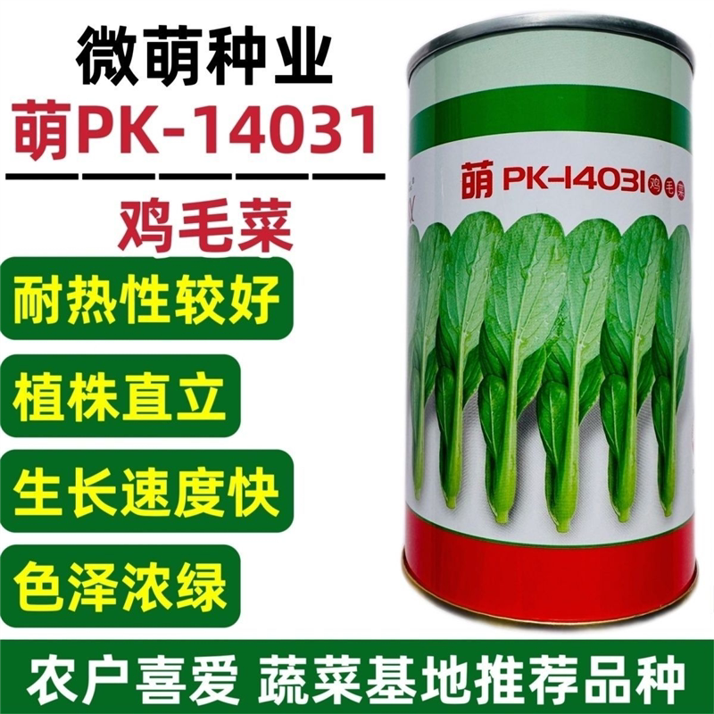 微萌PK14031 鸡毛菜种子耐热青菜抗病耐雨水生长速度快大田用种孑 - 实物图
