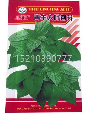播荆芥KMU菜种籽河籽南大芥叶荆芥种子荆苗菜蔬菜种子四季荆菜小
