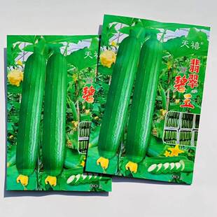 翡翠碧玉香丝瓜种子早熟油绿皮短棒丝瓜种子 雌花多大棚露地种LT