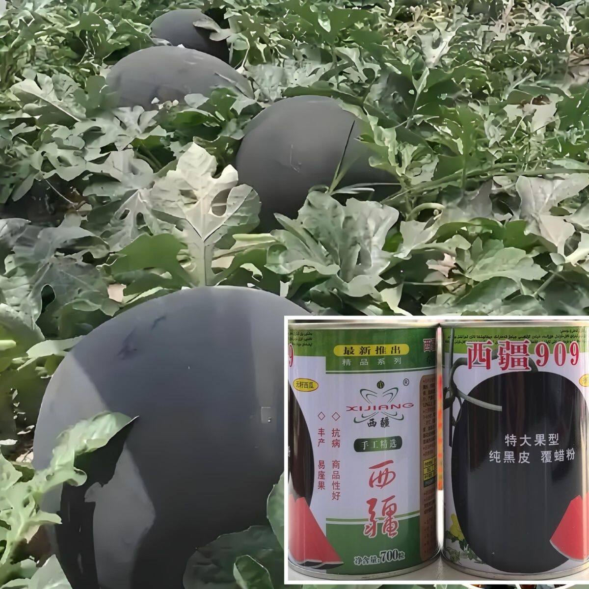 西疆909特大黑皮红瓤无籽中早晚熟西瓜种子耐病抗逆性强黑皮无籽