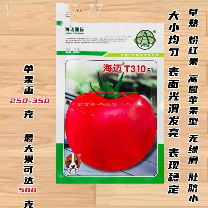 海迈t310番茄种子早熟高圆苹果形西红柿种籽无绿肩肚脐小口感好