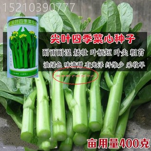 尖叶四季菜心种子春秋冬季广东四九青菜种籽大全农家盆栽蔬菜种孑