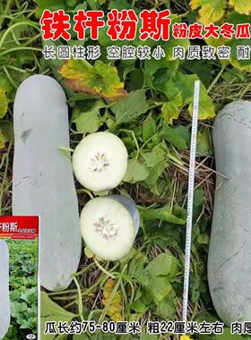 兴蔬铁杆粉斯杂交白皮冬瓜种子肉厚腔小产量耐贮粉皮冬瓜种籽孑