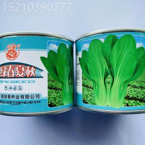 青梗菜种子赛星耐热青菜QUD籽寒秀华耐寒抗病四季阳台种大德田蔬