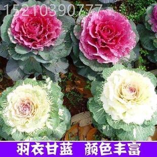 食用羽衣甘蓝种子羽叶甘蓝种籽观赏秋冬季紫色耐寒四季盆栽蔬菜种