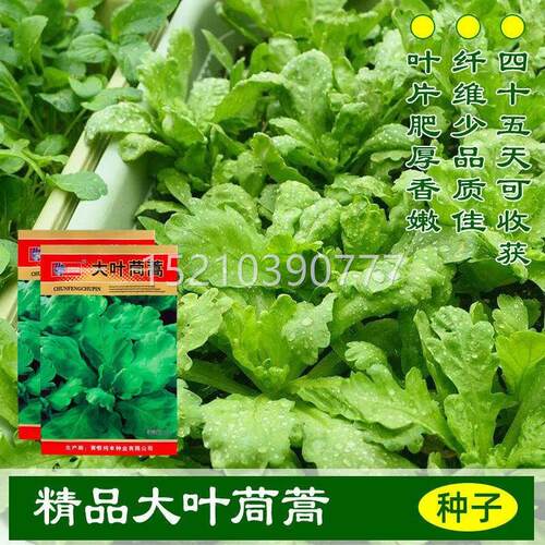 叶茼蒿大子菜种籽皇帝菜春季夏秋冬XJM盆栽阳台季青蔬菜种籽孑农