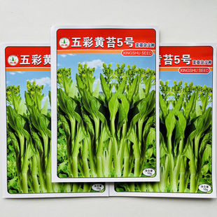 黄菜心种子五彩黄苔5号分枝多采收期长菜心甜脆白菜苔菜蔬菜种孑