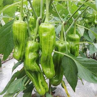 虎皮小泡辣椒种子灯笼薄皮椒春秋种植蔬菜种子基地大面积虎皮椒籽