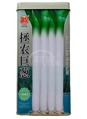 拯农巨葱种子山东章丘四季大葱种籽葱苗香葱小葱种抗倒伏抗病高产