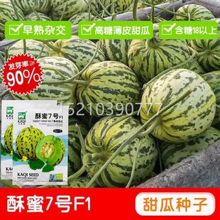 酥7蜜号甜VSU瓜种博洋甜瓜水果种子绿绿肉大田基皮地种植薄子皮甜