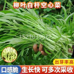 季白杆四柳叶空心菜种籽水培叶白梗竹种叶空KID心菜子青菜细蔬菜