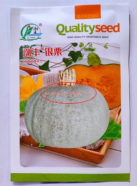 JF渤丰银栗南瓜种子果实高扁圆形果皮银灰色果肉橙黄色肉质紧密