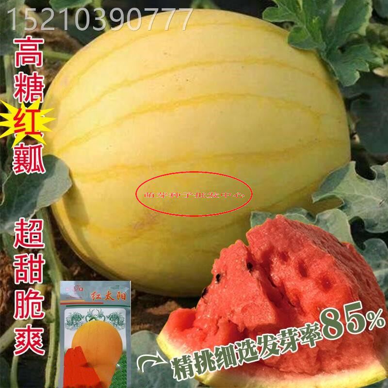 红太阳西瓜种子早熟黄皮红瓤西瓜籽薄皮且韧超甜耐贮运春播高产孑