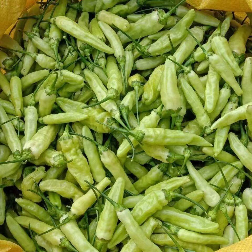 云南小米辣椒新鲜现摘朝天椒特辣白皮小米椒农家自种蔬菜现摘现发