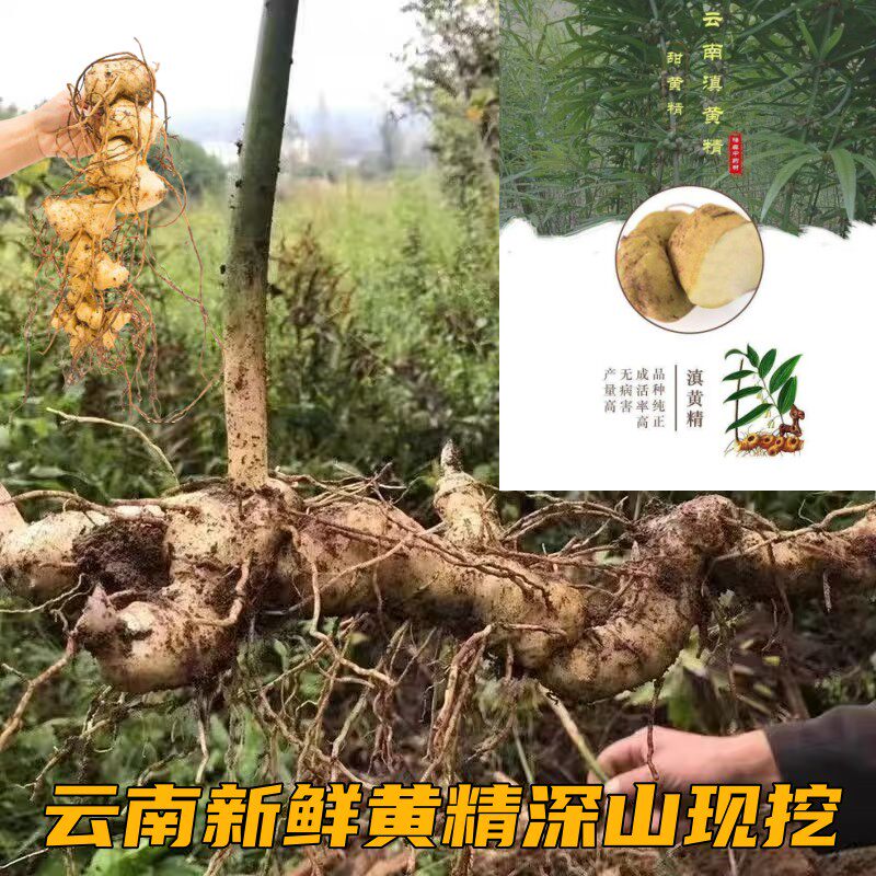 云南深山生黄精新鲜老虎姜鸡头滇黄精滋补中药材煲汤泡酒现挖现发_虎窝淘