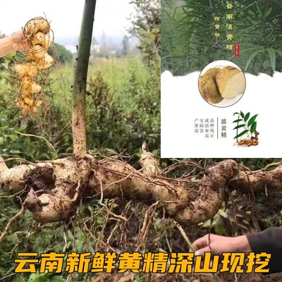 深山黄精新鲜现挖老虎姜煲汤泡酒