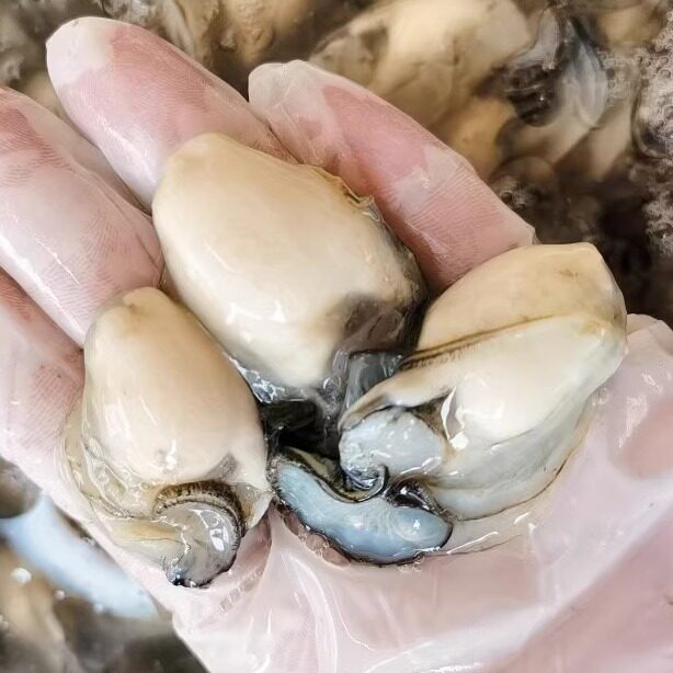 广东满3斤包邮 潮州汫州生蚝肉生蚝