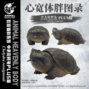 动物星云 心宽体胖系列 中美拟鳄龟plus 手办 模型