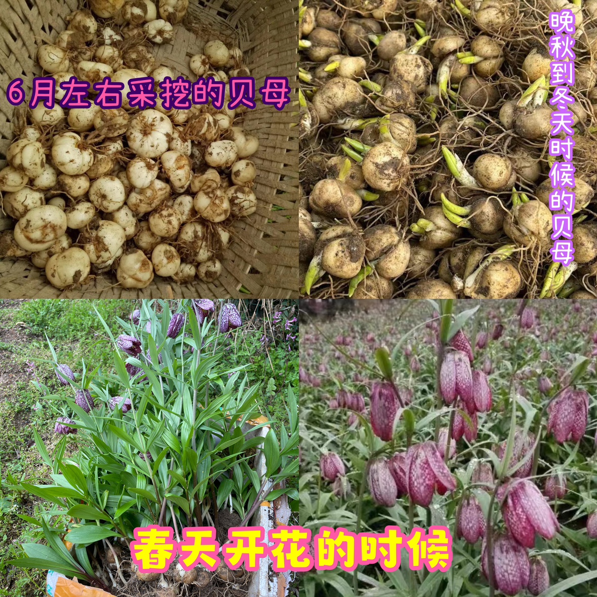 贝母苗种苗湖北贝母平贝浙贝川贝苗中药材贝母种球盆栽地栽田地