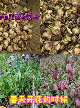 贝母苗种苗 湖北贝母平贝浙贝 川贝苗中药材贝母种球盆栽地栽田地