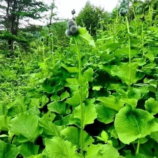 药材苗 云木香苗 易种药材苗  广木香种苗 川木香苗 易种植好成活