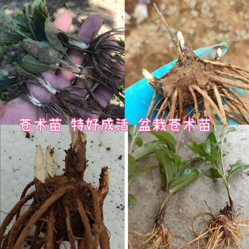 苍术小苗中草药种苗白茬苍术关苍术北苍术枪头菜量大优惠山菜苗