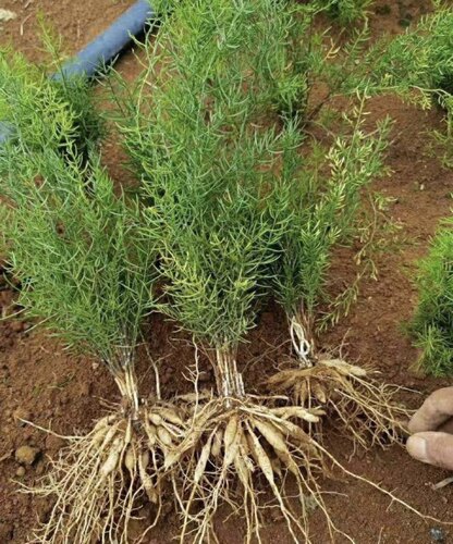 天冬苗栽植物名贵新鲜现挖发货不落叶盆栽观赏植物天冬苗药材