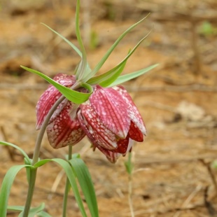 自家种植皖贝母苗种球种苗川贝苗平贝浙贝母中药材 易繁殖好成活