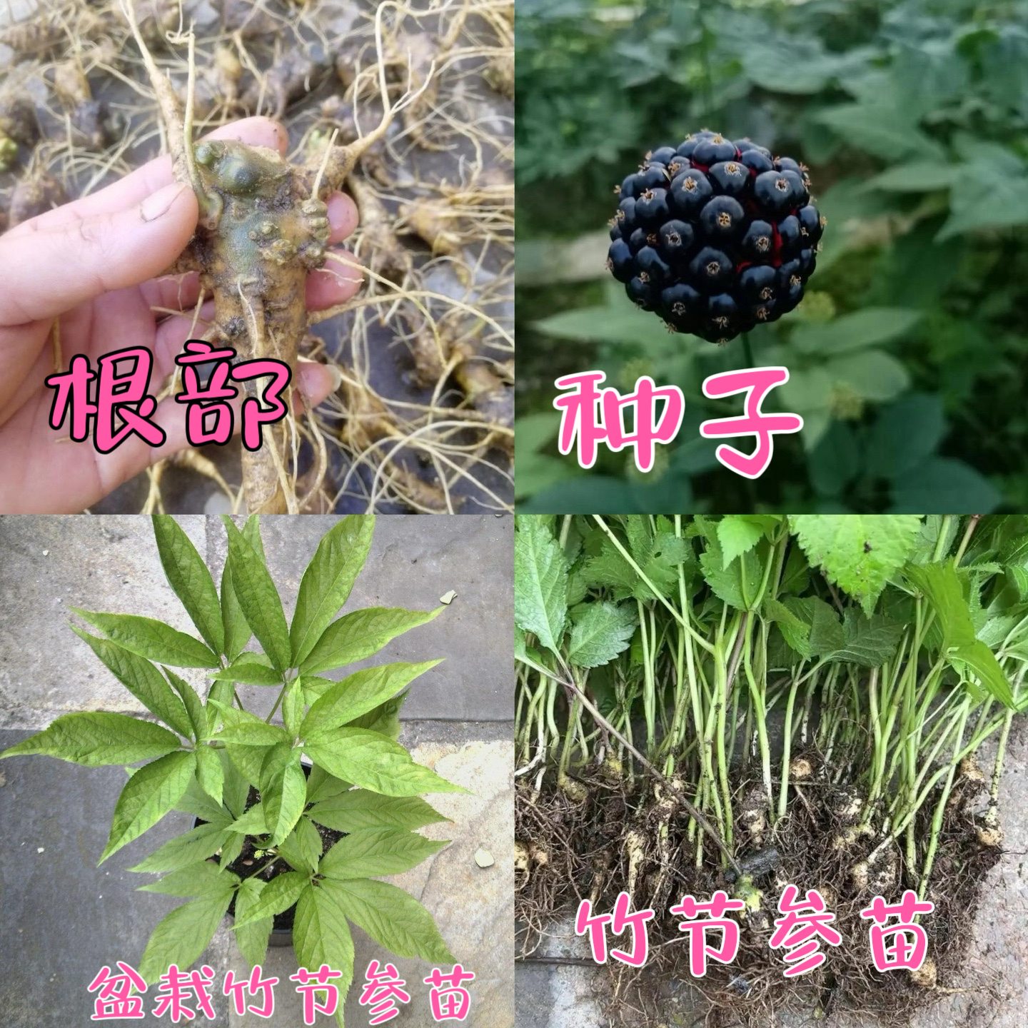 竹节参苗竹节参种苗新鲜育苗竹节参种子中药材种植三七苗盆栽阳台