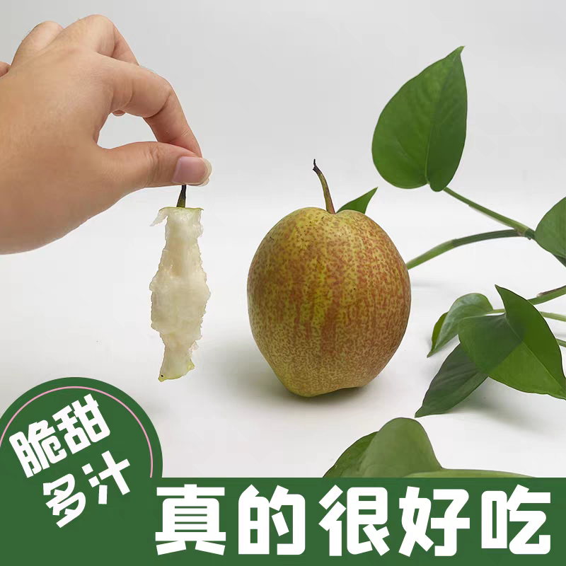 阳信媚梨七号香梨红香酥梨水果当季整箱梨富硒梨阳信梨山东梨脆梨