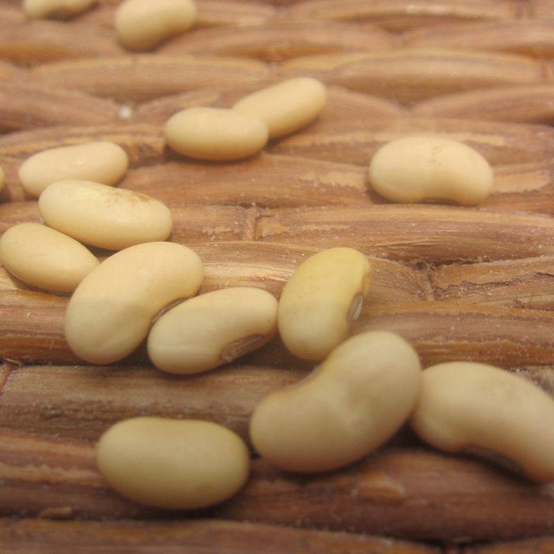 农家肾形黄豆自种大豆发豆芽