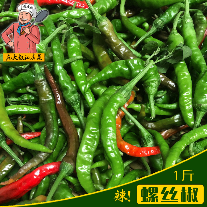 当天现摘螺丝椒新鲜特辣薄皮