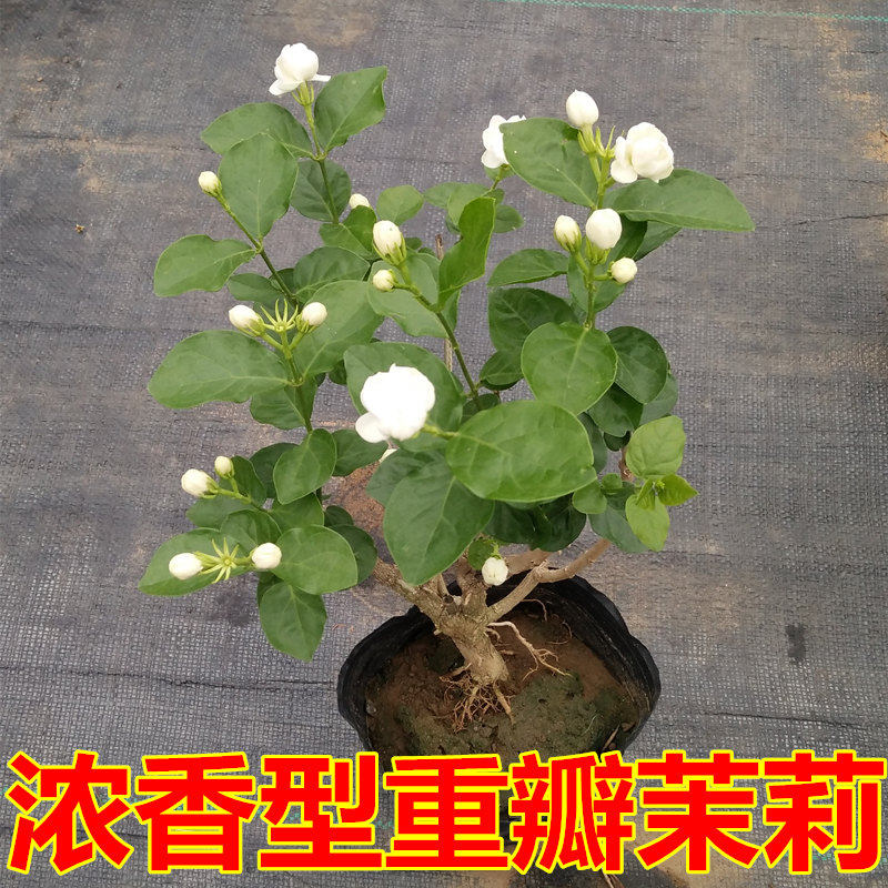 茉莉花苗当年开花植物食用茉莉花苗茉莉花盆栽苗重瓣茉莉苗 小编推荐 Wepost 全民代运 马来西亚中国淘宝代运与集运专家